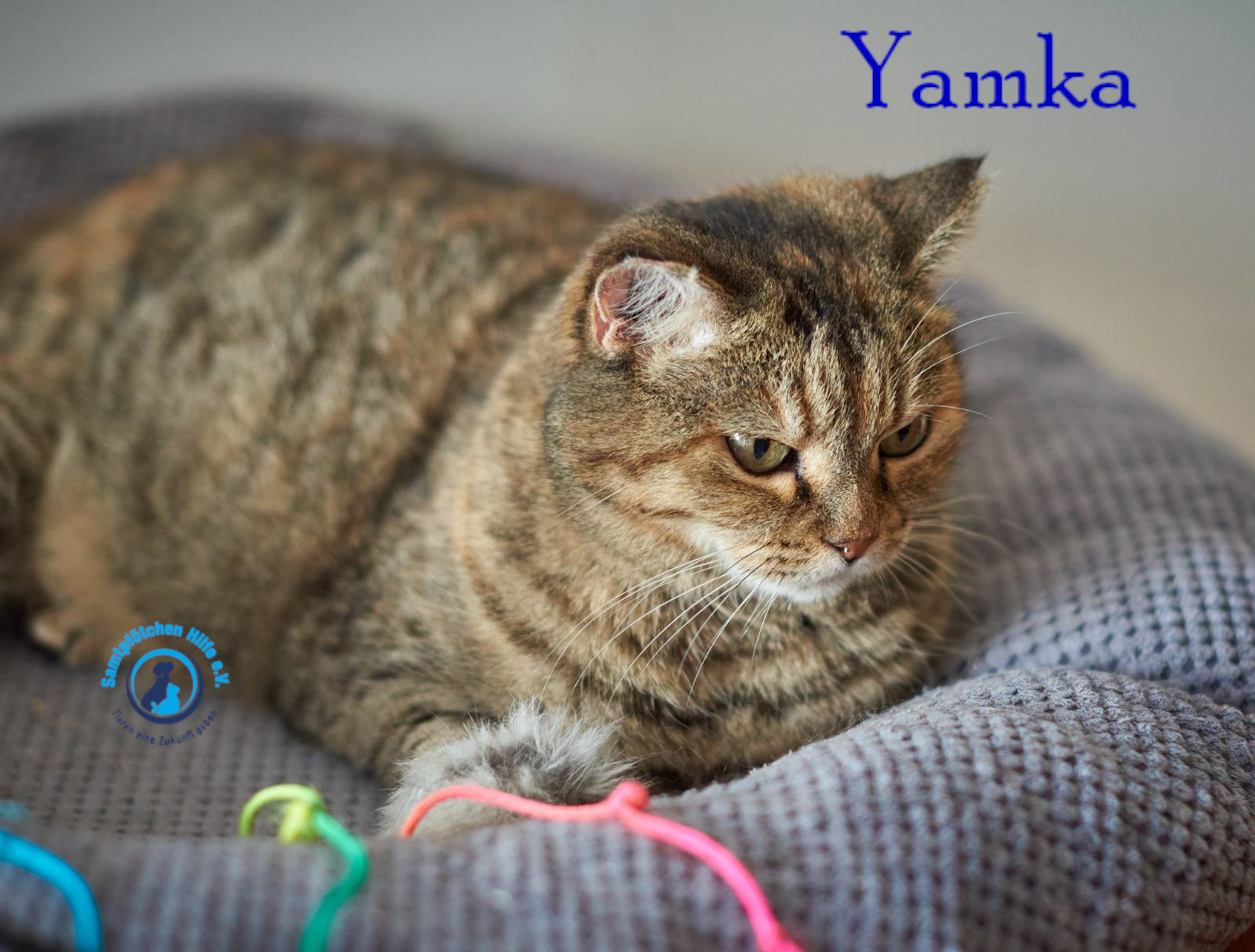 Nadezhda/Katzen/Yamka/Yamka30mN.jpg