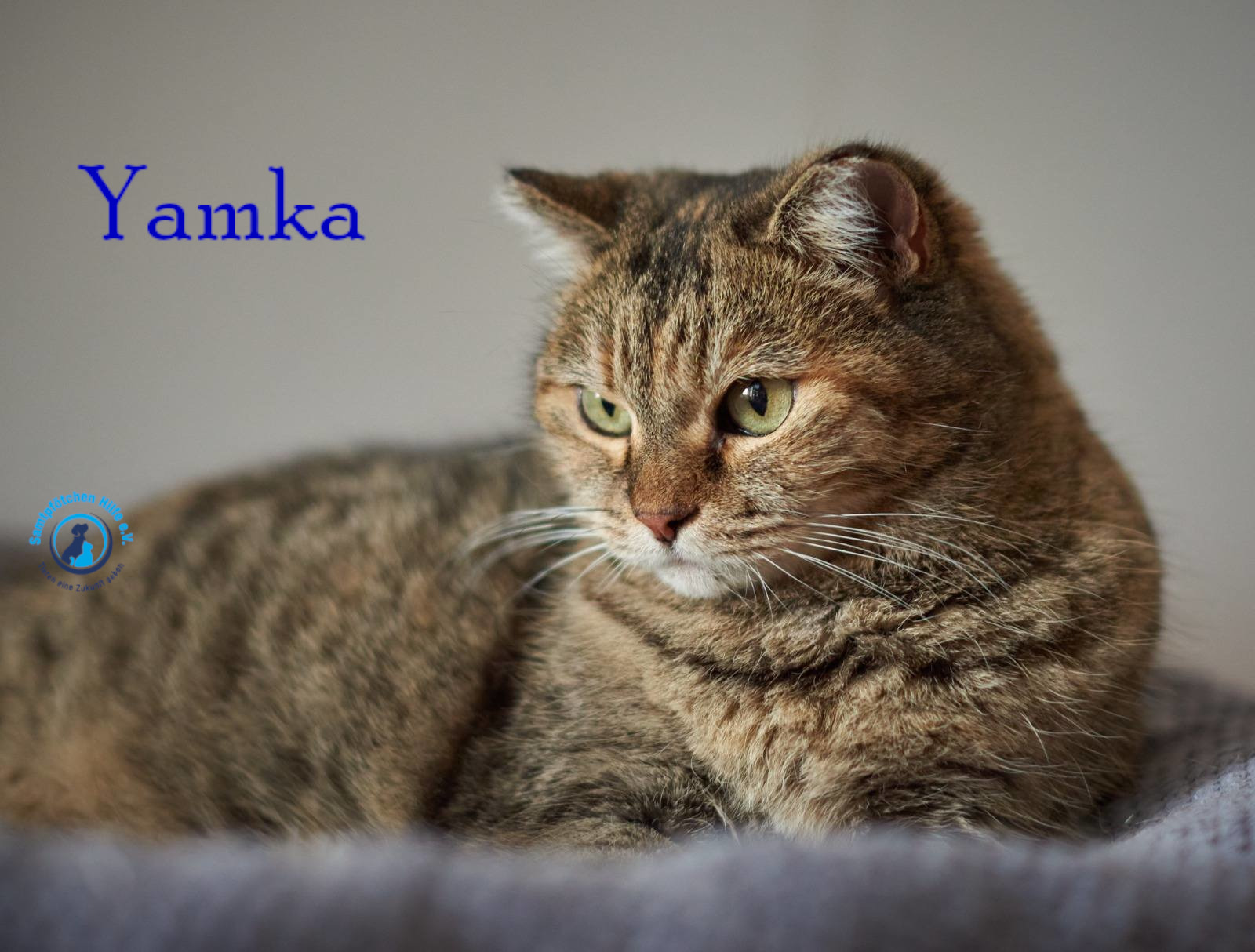 Nadezhda/Katzen/Yamka/Yamka31mN.jpg