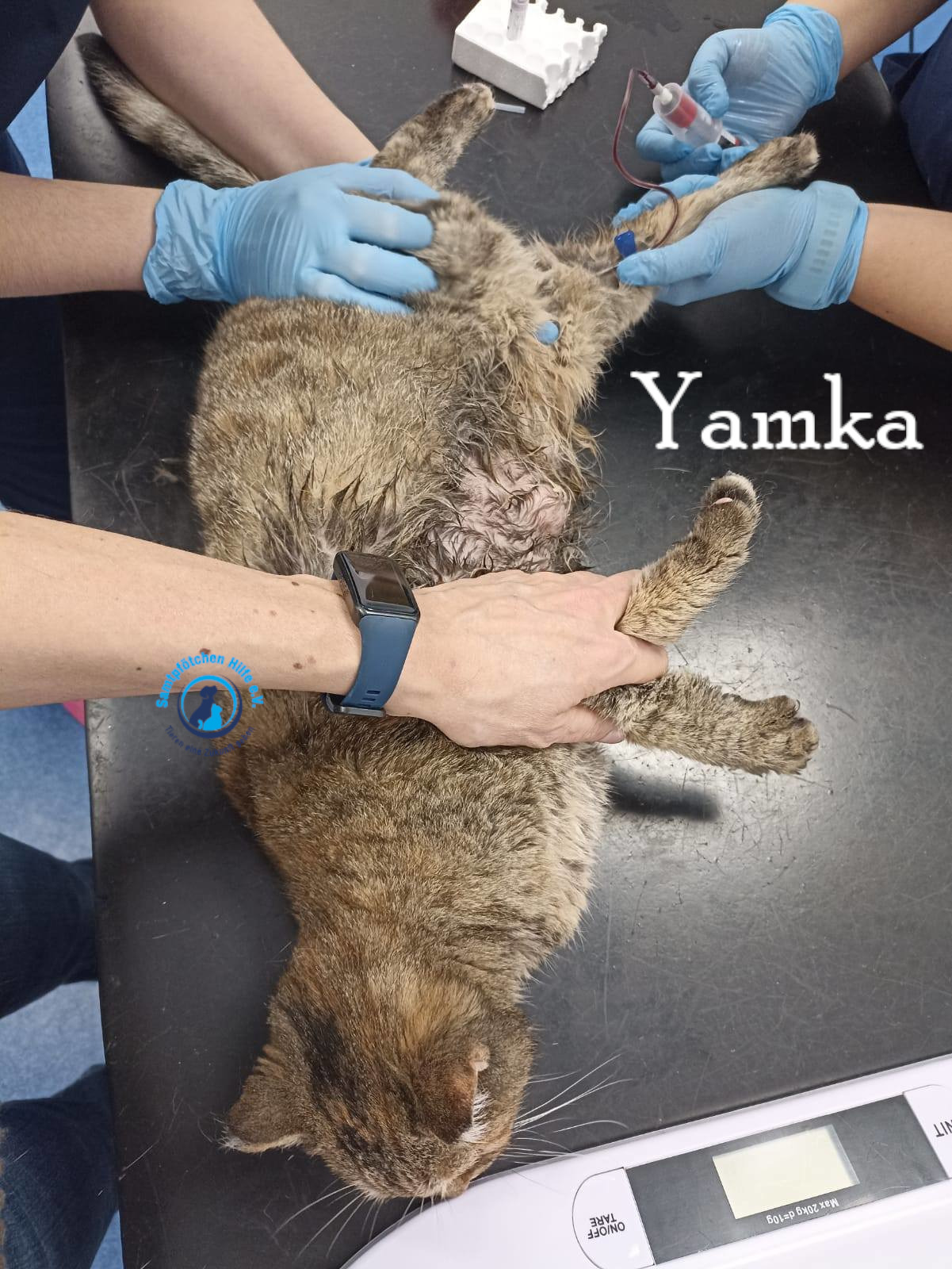 Nadezhda/Katzen/Yamka/Yamka33mN.jpg