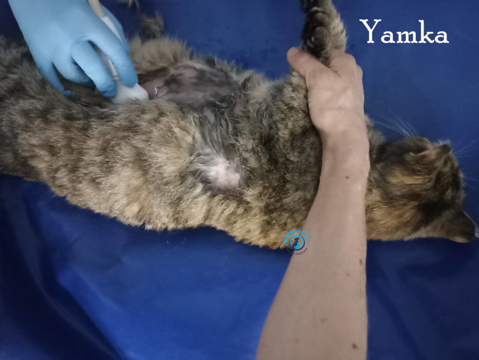 Nadezhda/Katzen/Yamka/Yamka34mN.jpg