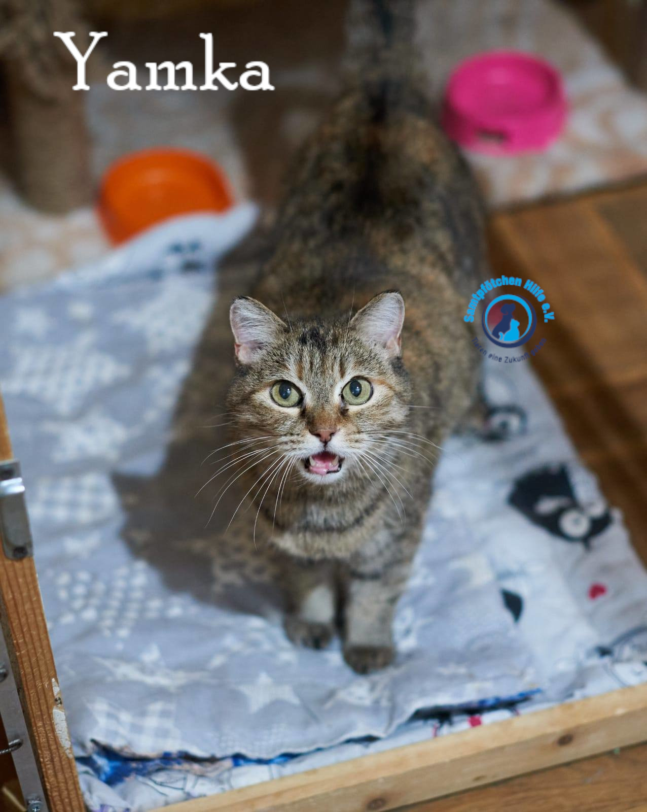 Nadezhda/Katzen/Yamka/Yamka40mN.jpg