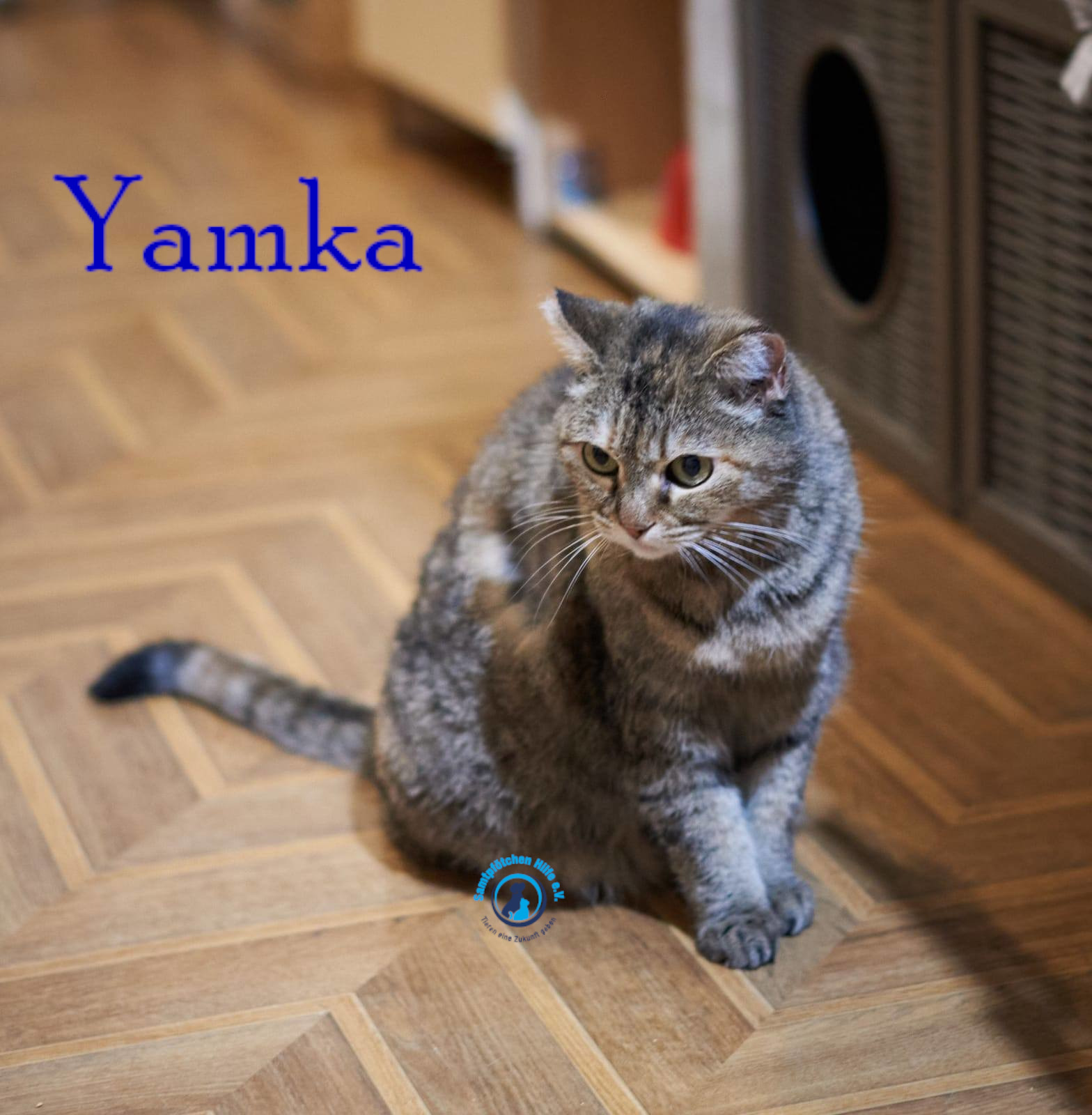 Nadezhda/Katzen/Yamka/Yamka42mN.jpg