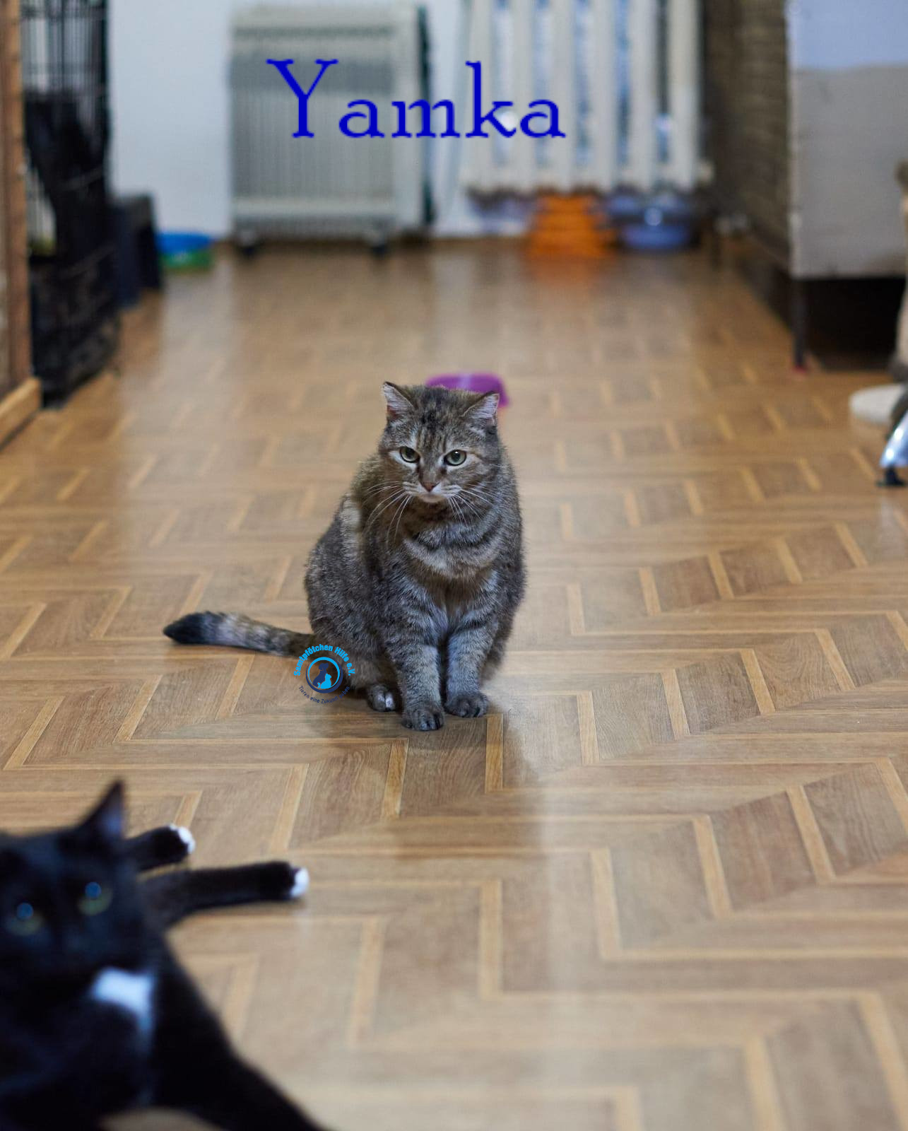 Nadezhda/Katzen/Yamka/Yamka43mN.jpg