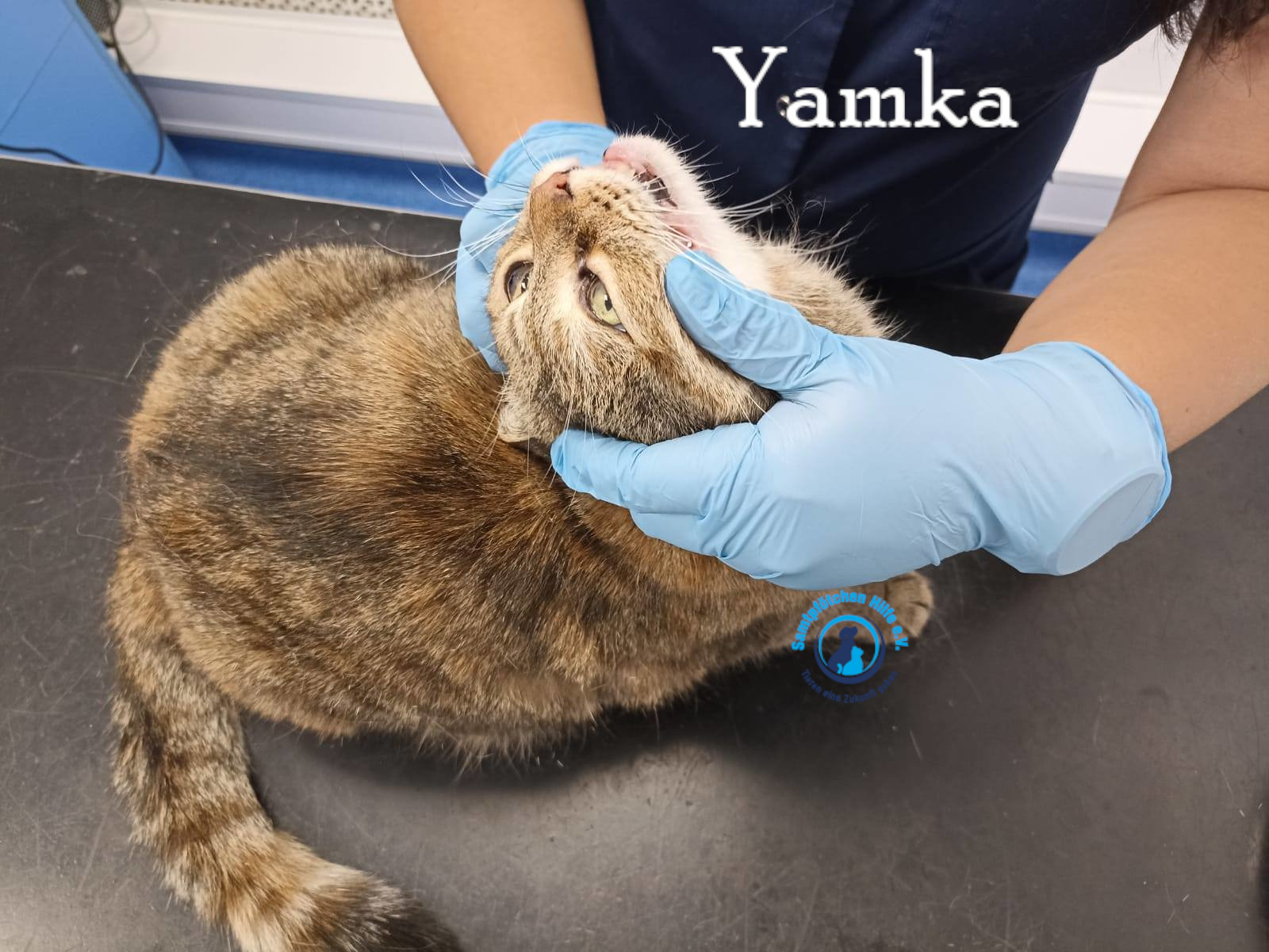 Nadezhda/Katzen/Yamka/Yamka44mN.jpg