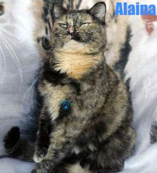 Nikolai/Katzen/Alaina/Alaina27Kopie.jpg
