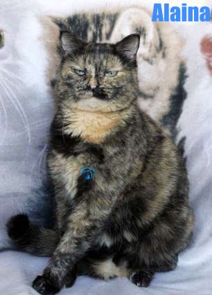 Nikolai/Katzen/Alaina/Alaina28Kopie.jpg