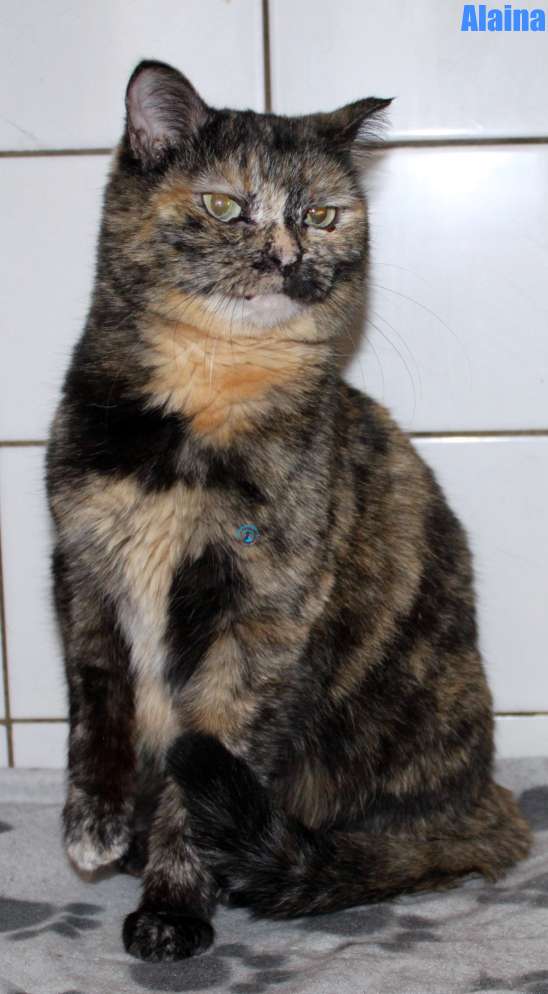 Nikolai/Katzen/Alaina/Alaina29Kopie.jpg