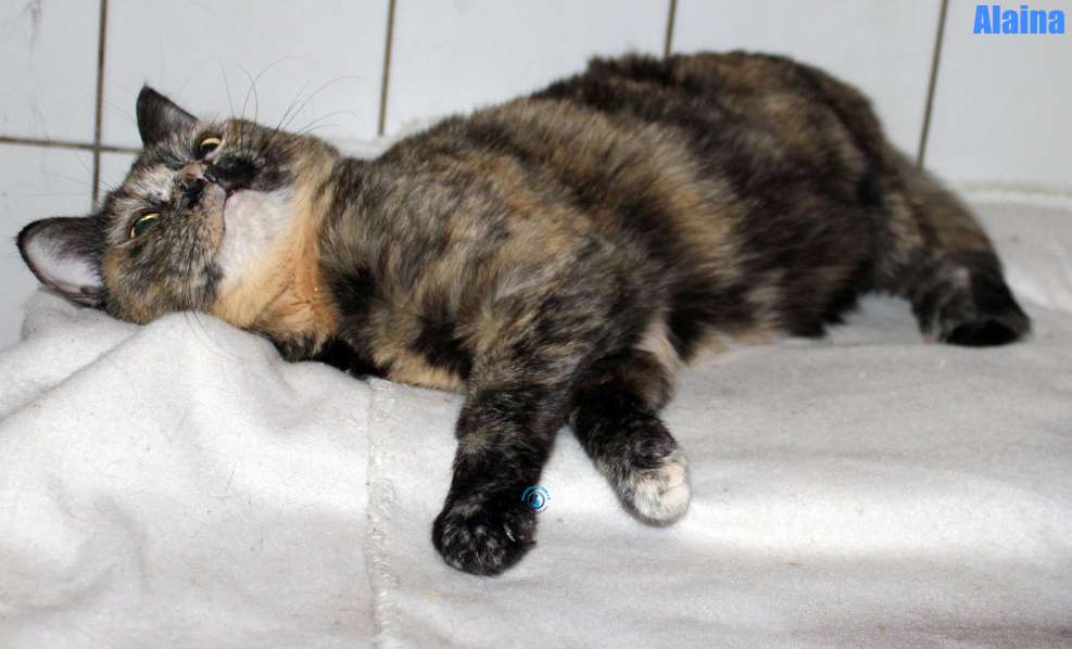 Nikolai/Katzen/Alaina/Alaina32Kopie.jpg
