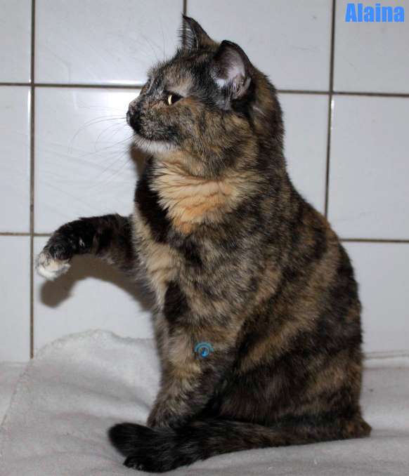 Nikolai/Katzen/Alaina/Alaina33Kopie.jpg