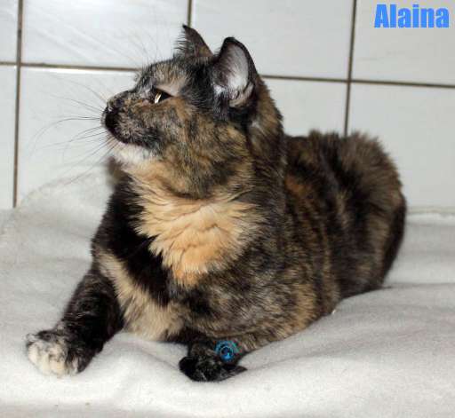 Nikolai/Katzen/Alaina/Alaina34Kopie.jpg