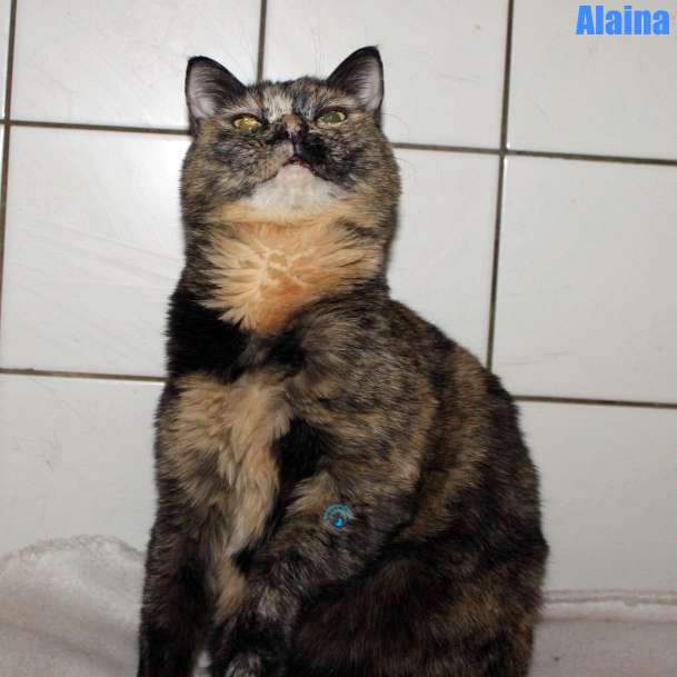 Nikolai/Katzen/Alaina/Alaina35Kopie.jpg