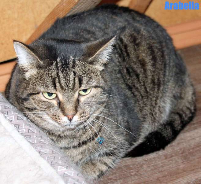Nikolai/Katzen/Arabella/Arabella20Kopie.jpg