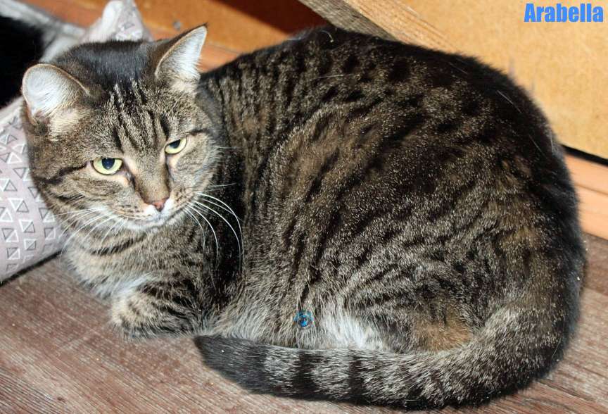 Nikolai/Katzen/Arabella/Arabella21Kopie.jpg