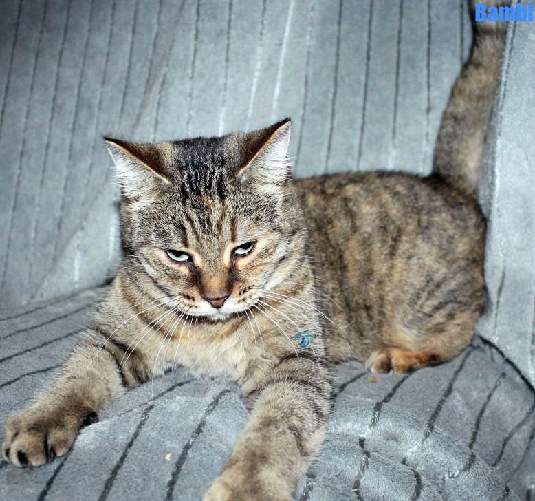 Nikolai/Katzen/Bambi/Bambi20Kopie.jpg