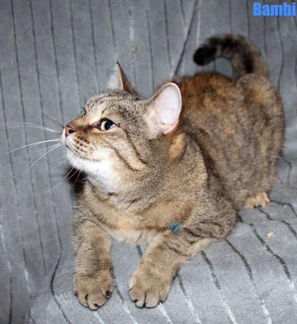 Nikolai/Katzen/Bambi/Bambi21Kopie.jpg