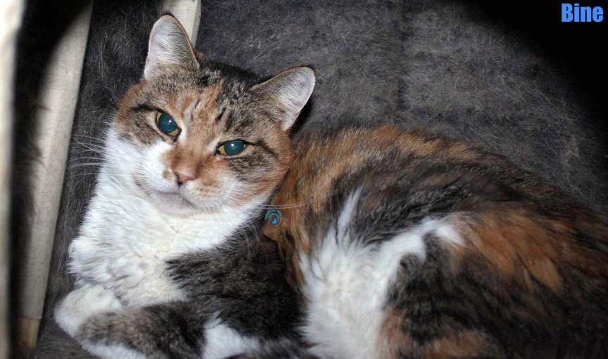 Nikolai/Katzen/Bine/Bine42Kopie.jpg