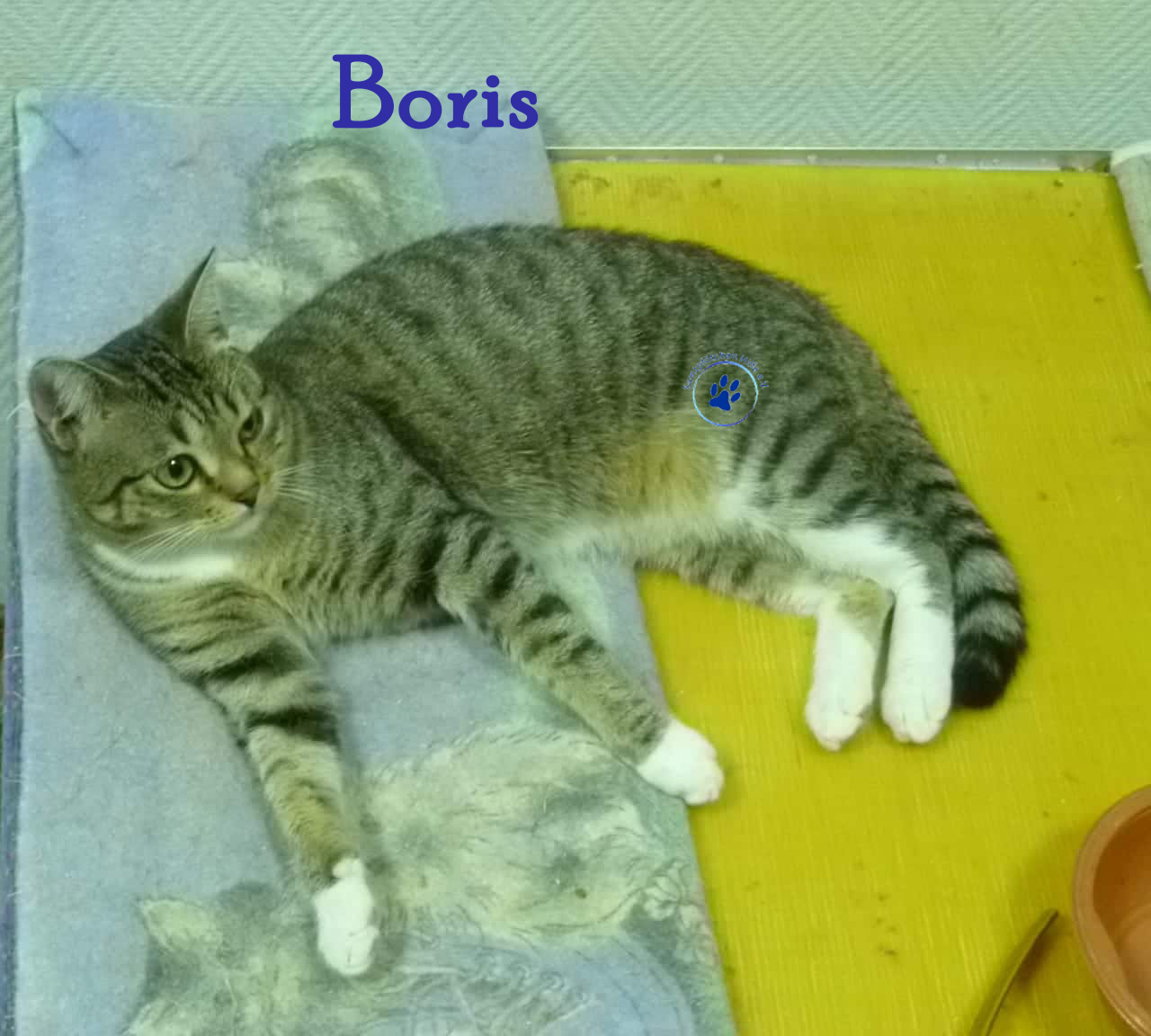 Nikolai/Katzen/Boris/Boris01nM.jpg