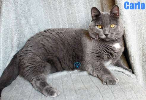 Carlo