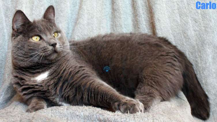 Nikolai/Katzen/Carlo/Carlo25Kopie.jpg