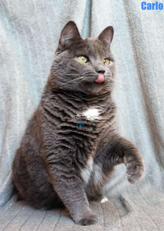 Nikolai/Katzen/Carlo/Carlo26Kopie.jpg