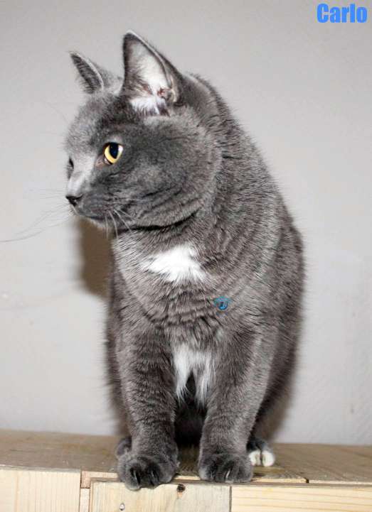 Nikolai/Katzen/Carlo/Carlo27Kopie.jpg