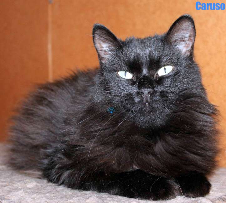 Nikolai/Katzen/Caruso/Caruso44Kopie.jpg