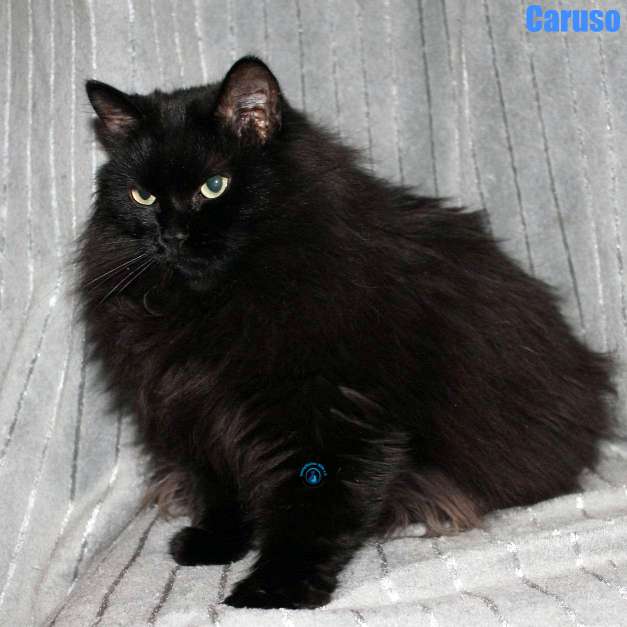 Nikolai/Katzen/Caruso/Caruso47Kopie.jpg
