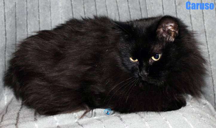 Nikolai/Katzen/Caruso/Caruso48Kopie.jpg