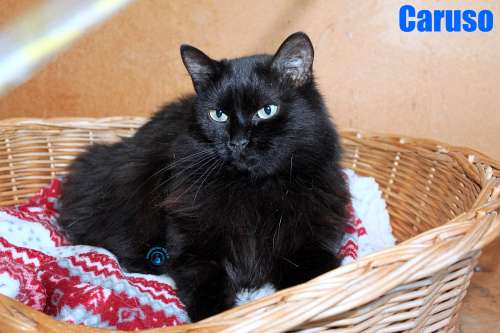 Nikolai/Katzen/Caruso/Caruso51Kopie.jpg