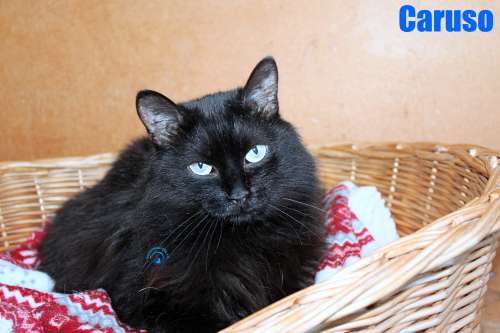Nikolai/Katzen/Caruso/Caruso52Kopie.jpg