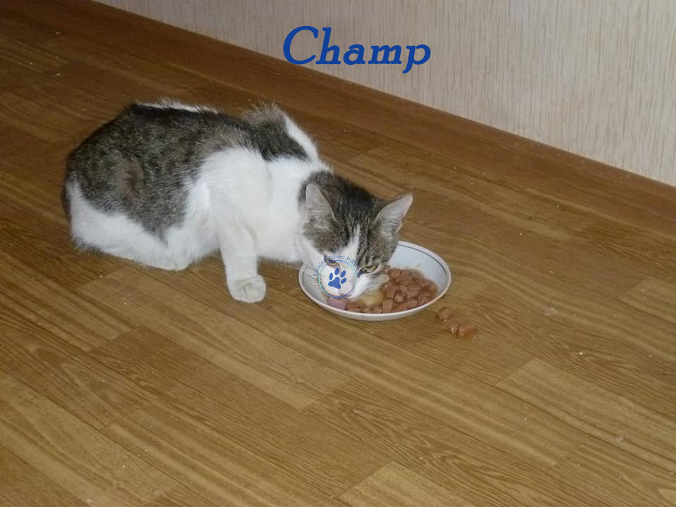 Nikolai/Katzen/Champ/Champ05mW.jpg