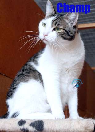 Nikolai/Katzen/Champ/Champ17Kopie.jpg
