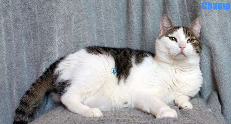 Nikolai/Katzen/Champ/Champ26Kopie.jpg