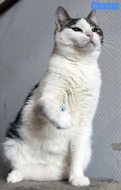 Nikolai/Katzen/Champ/Champ28Kopie.jpg