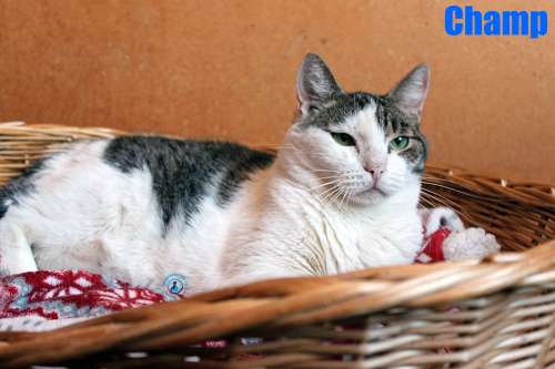 Nikolai/Katzen/Champ/Champ29Kopie.jpg