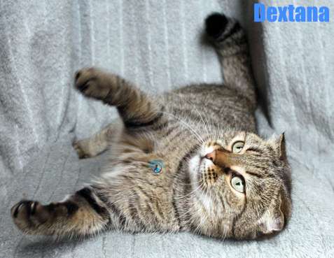 Nikolai/Katzen/Dexter/Dextana41Kopie.jpg