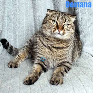 Nikolai/Katzen/Dexter/Dextana42Kopie.jpg