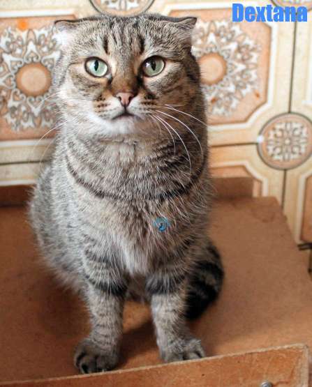 Nikolai/Katzen/Dexter/Dextana44Kopie.jpg