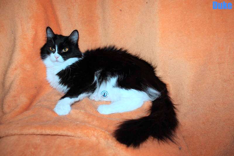 Nikolai/Katzen/Duke/Duke02Kopie.jpg
