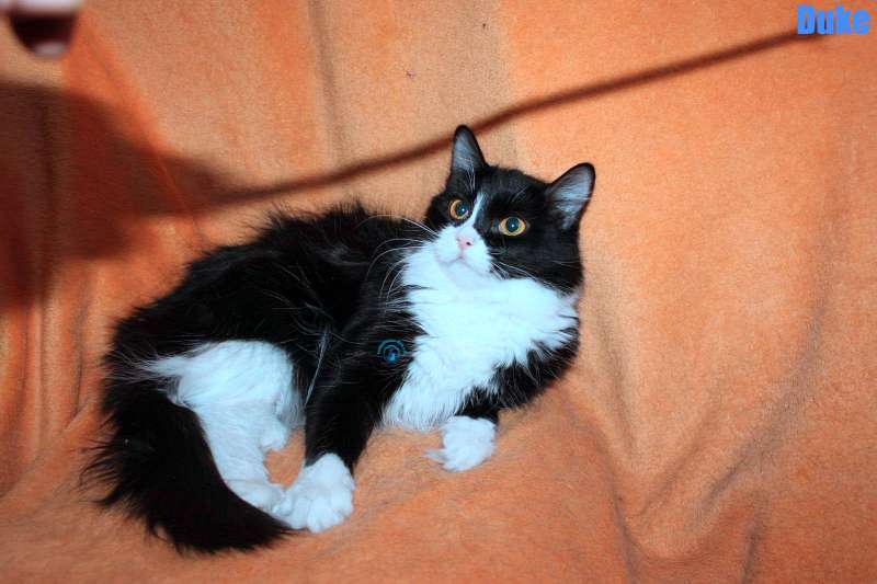 Nikolai/Katzen/Duke/Duke03Kopie.jpg