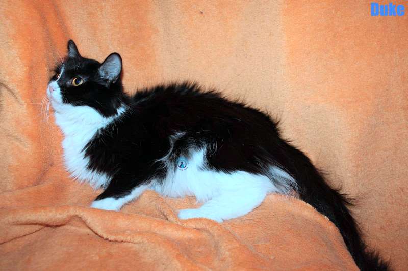 Nikolai/Katzen/Duke/Duke04Kopie.jpg