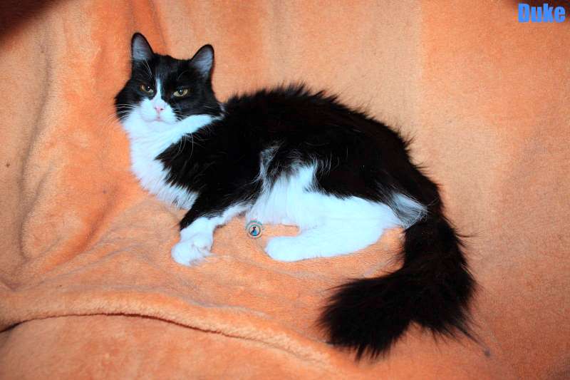 Nikolai/Katzen/Duke/Duke05Kopie.jpg
