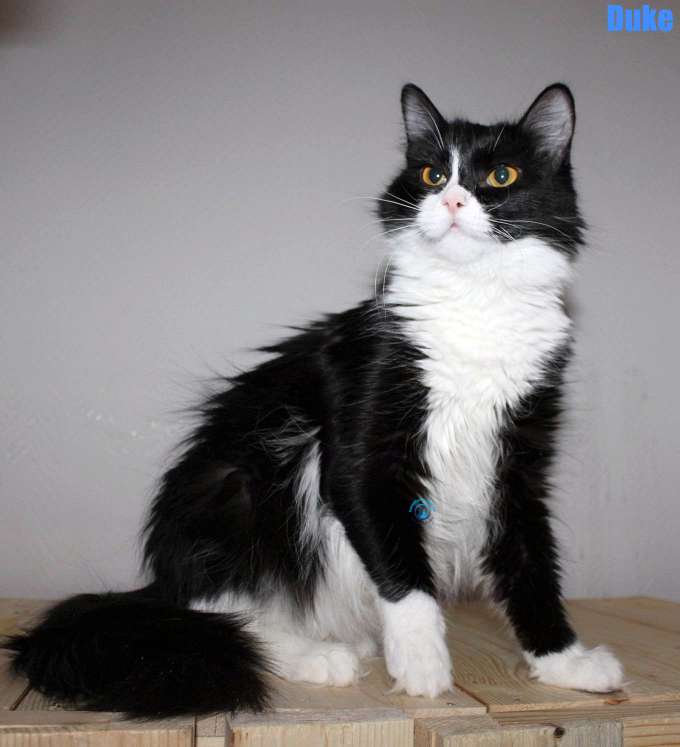 Nikolai/Katzen/Duke/Duke10Kopie.jpg