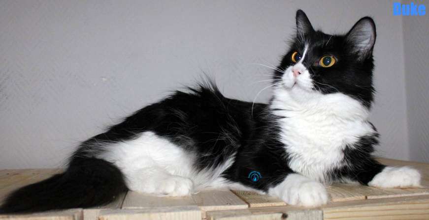 Nikolai/Katzen/Duke/Duke12Kopie.jpg