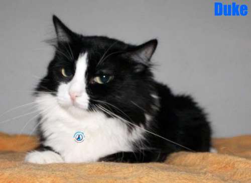 Nikolai/Katzen/Duke/Duke15Kopie.jpg