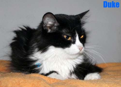 Nikolai/Katzen/Duke/Duke16Kopie.jpg