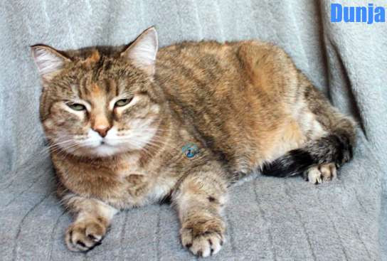 Nikolai/Katzen/Dunja/Dunja15Kopie.jpg