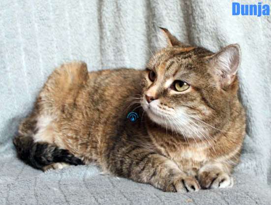Nikolai/Katzen/Dunja/Dunja16Kopie.jpg