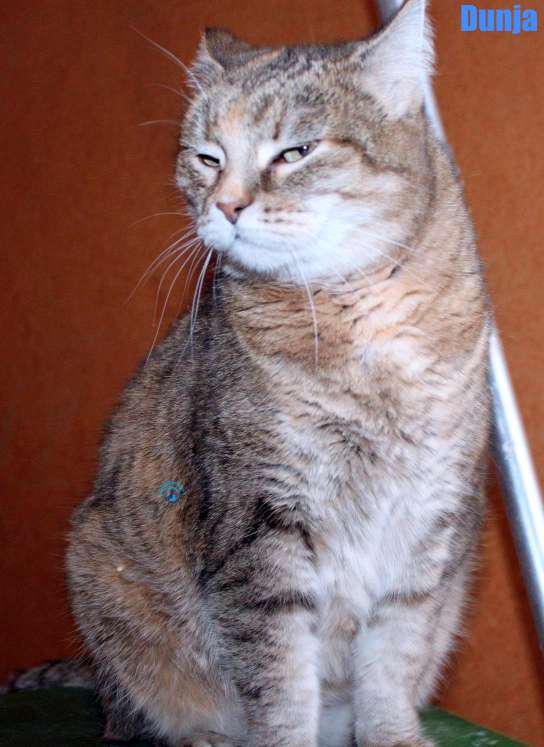 Nikolai/Katzen/Dunja/Dunja17Kopie.jpg
