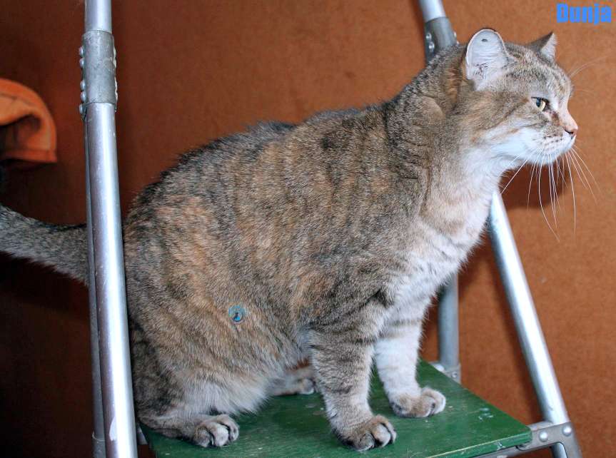 Nikolai/Katzen/Dunja/Dunja18Kopie.jpg